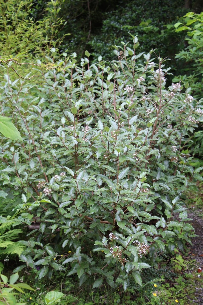 Olearia macrodonta bush