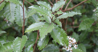 Olearia x macrodonta
