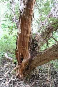 Olearia macrodonta bark