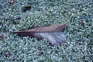 A leaf on a lawn covered by frost