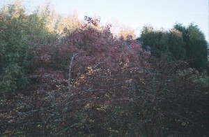 Shrubs in Autumn