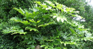 Fatsia japonica