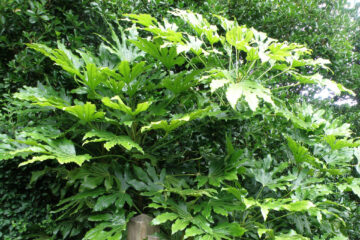 Fatsia japonica Fatsia japonica