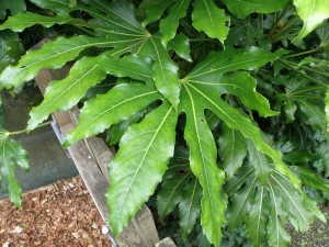 Fatsia japonica leaf
