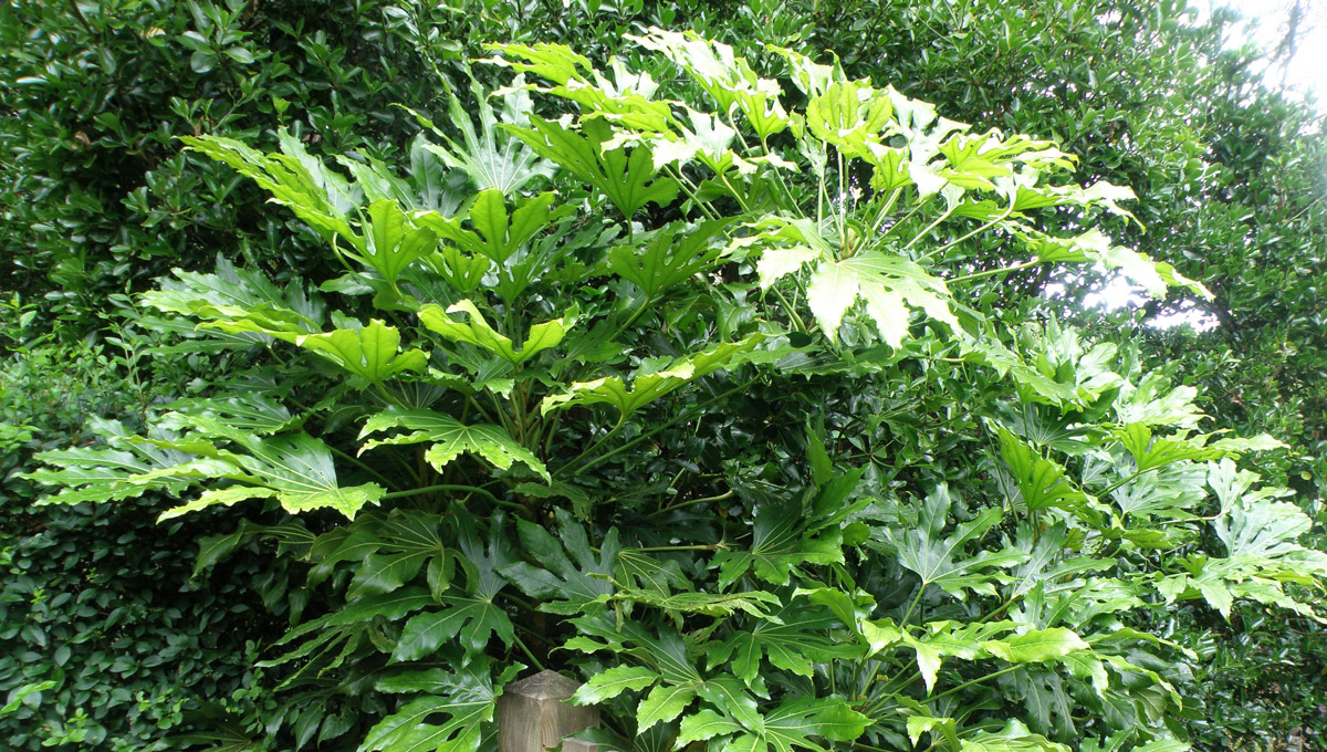 Fatsia japonica