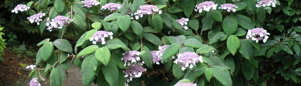 Hydrangea aspera