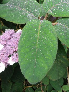 Hydrangea aspera foliage