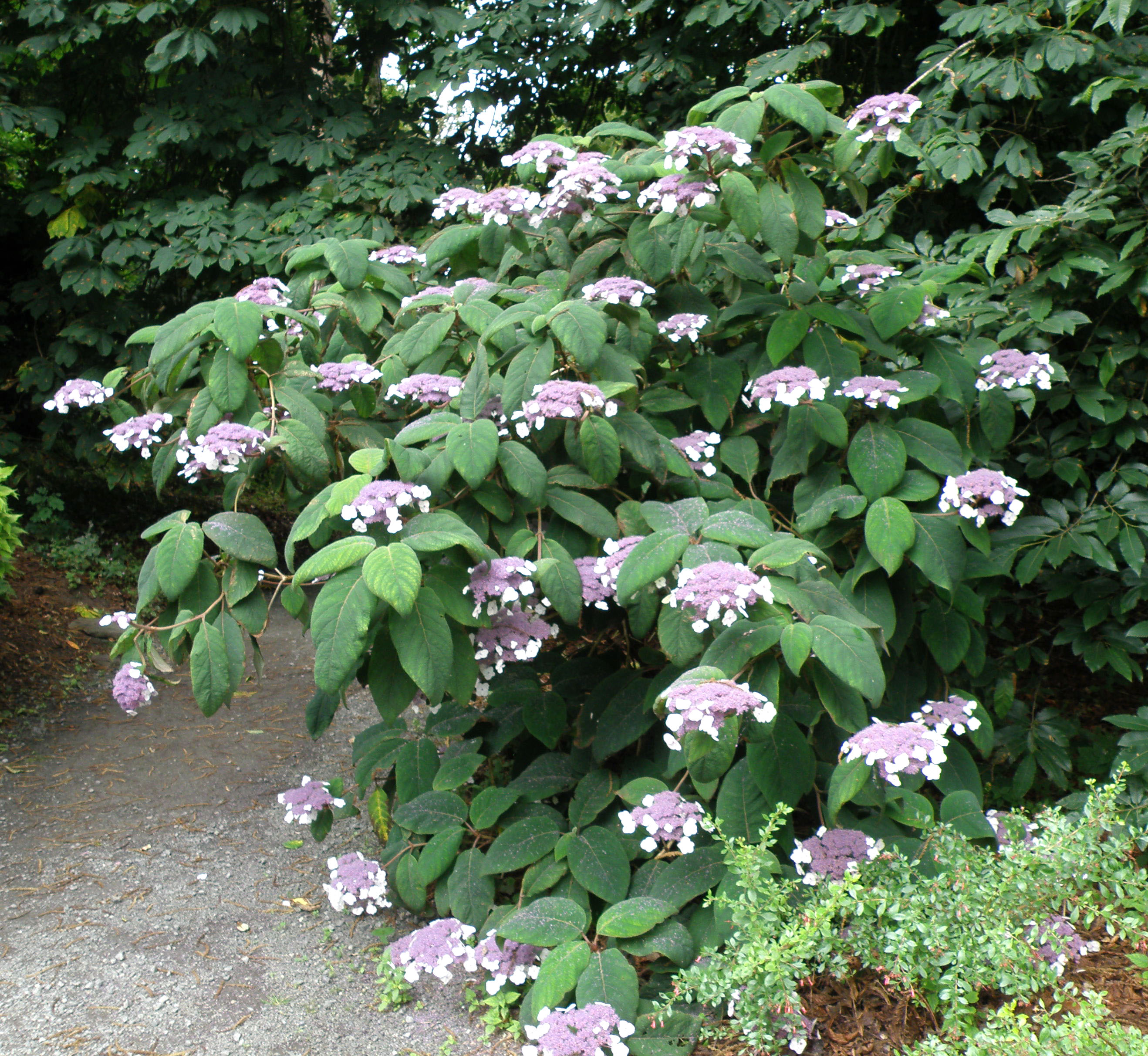 Hydrangea aspera