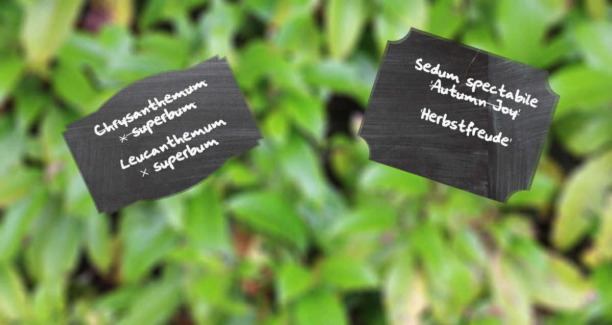 Why do they keep changing plant names?