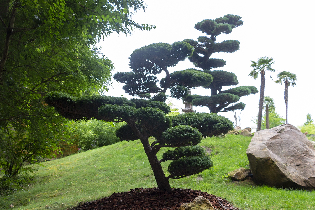 Taxus baccata topiary at ZooParc de Beauval