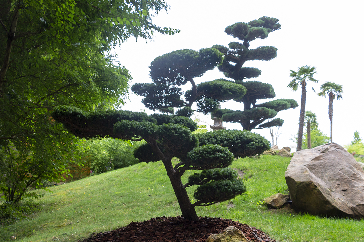 Taxus baccata