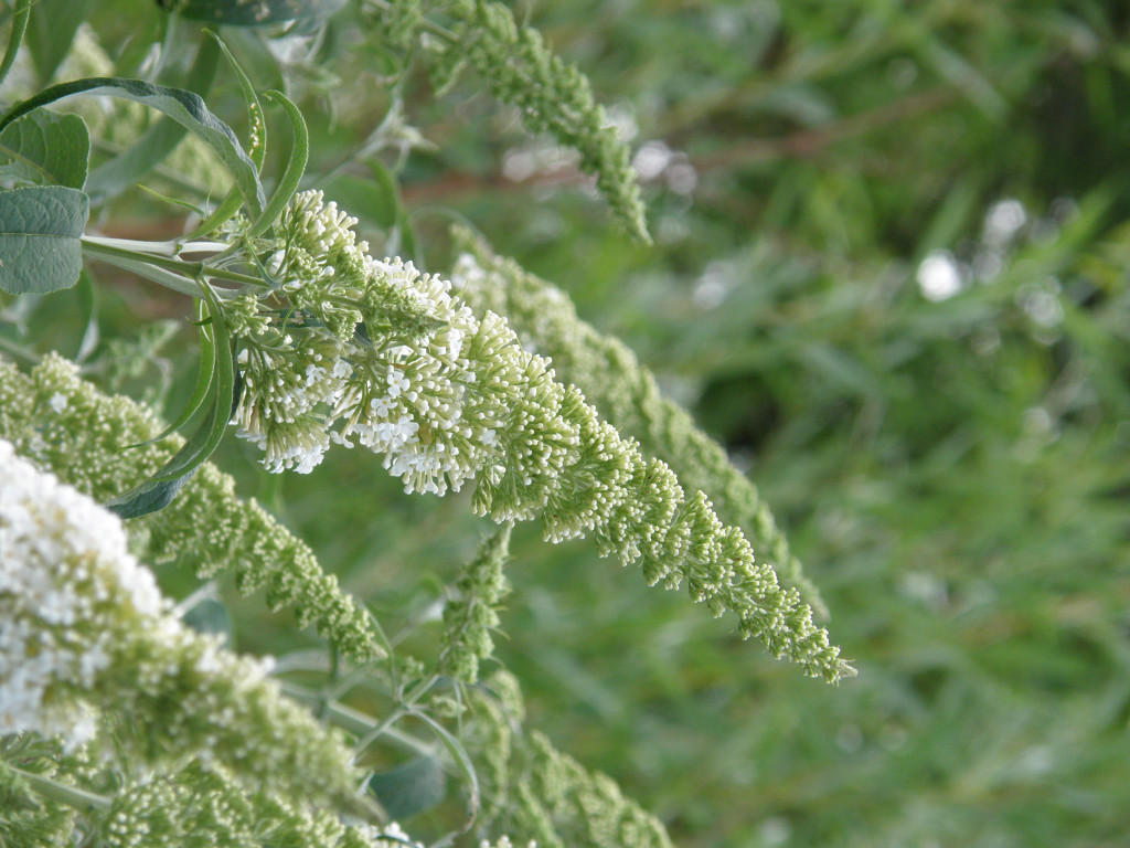 Buddleja davadii 'White Profusion'