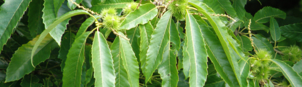 Castanea sativa foliage and youing fruits