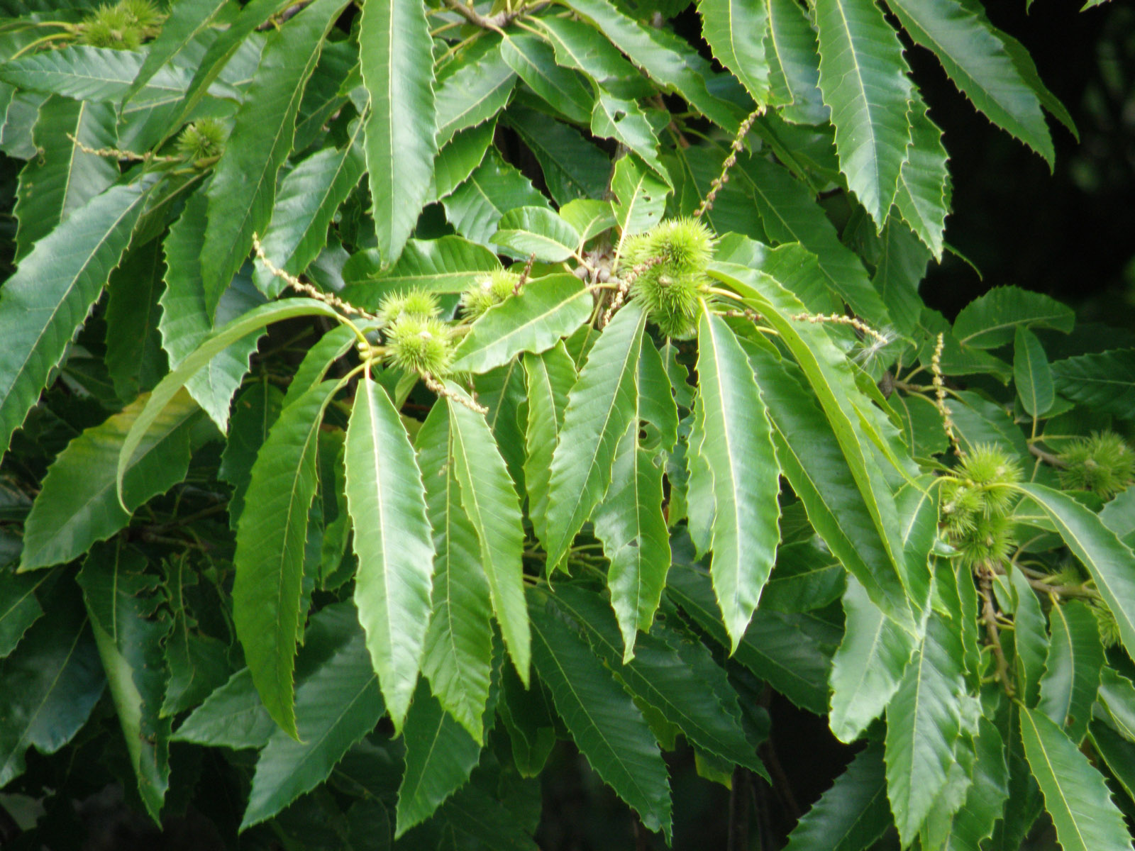 Castanea sativa