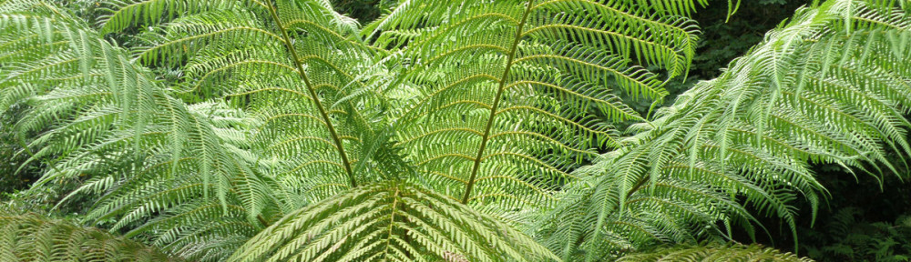 Dicksonia antarctica