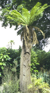 Dicksonia trunk showing aboriginal carving