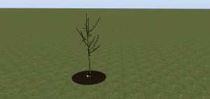 Finished bare rooted tree