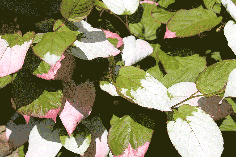 Actinidia kolomikta foliage
