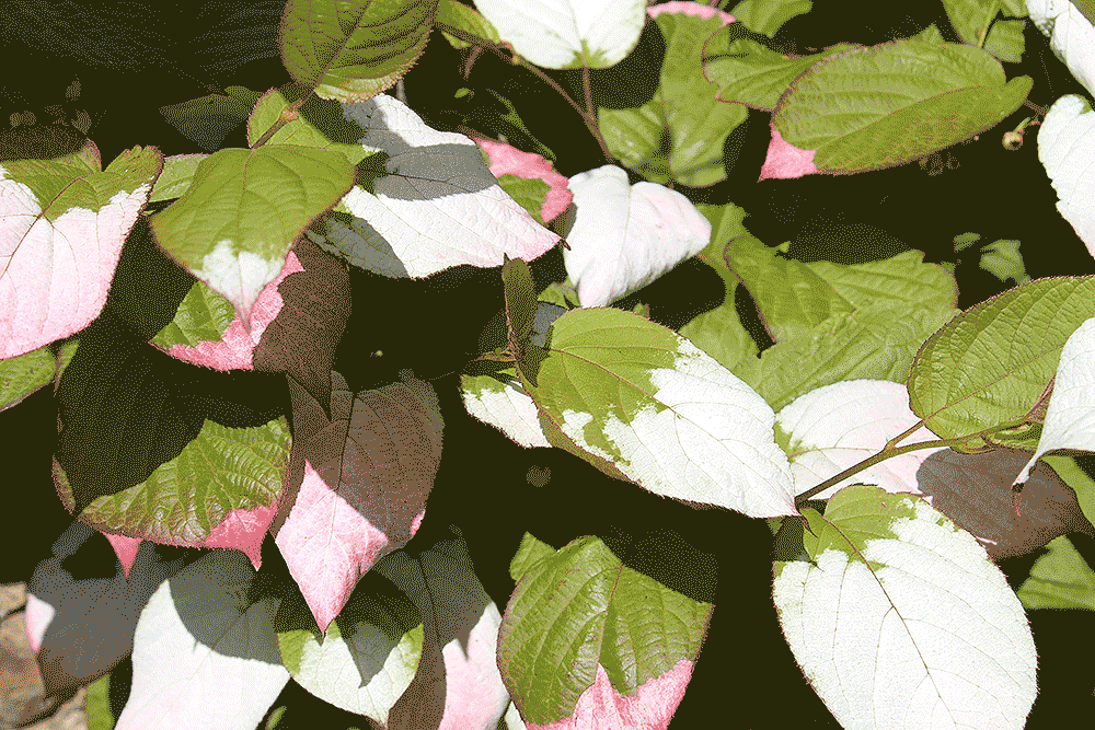 Actinidia kolomikta