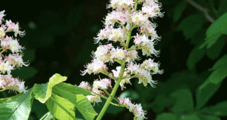 Aesculus hippocastanum
