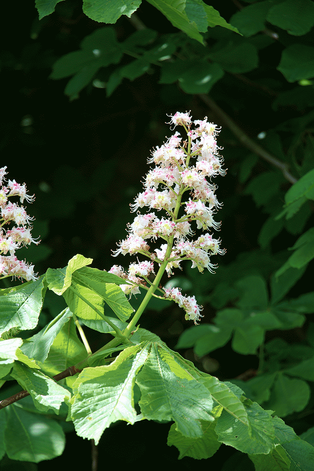 Aesculus hippocastanum flower