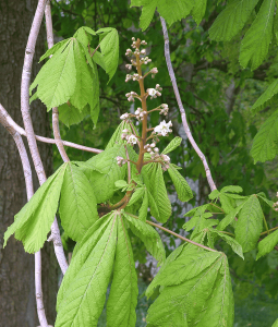 Aesculus hippocastanum young flowers and foliage