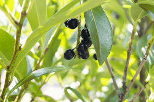 Prunus laurocerasus fruit
