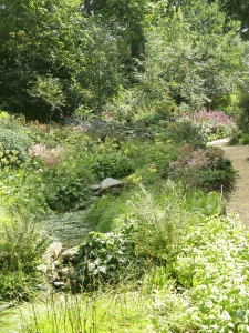 Bog garden detail at Hillier garden