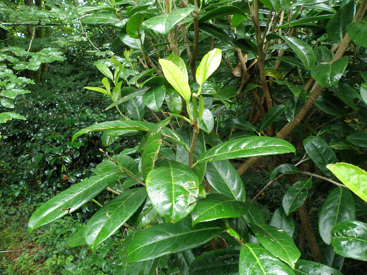 Prunus laurocerasus