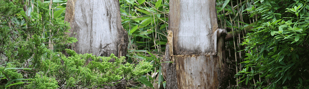 Leckmelm Shrubbery and Arboretum