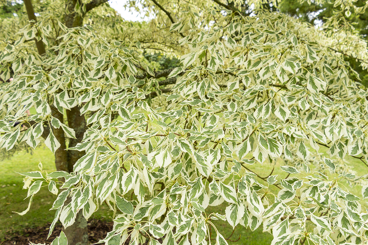 Cornus controversa