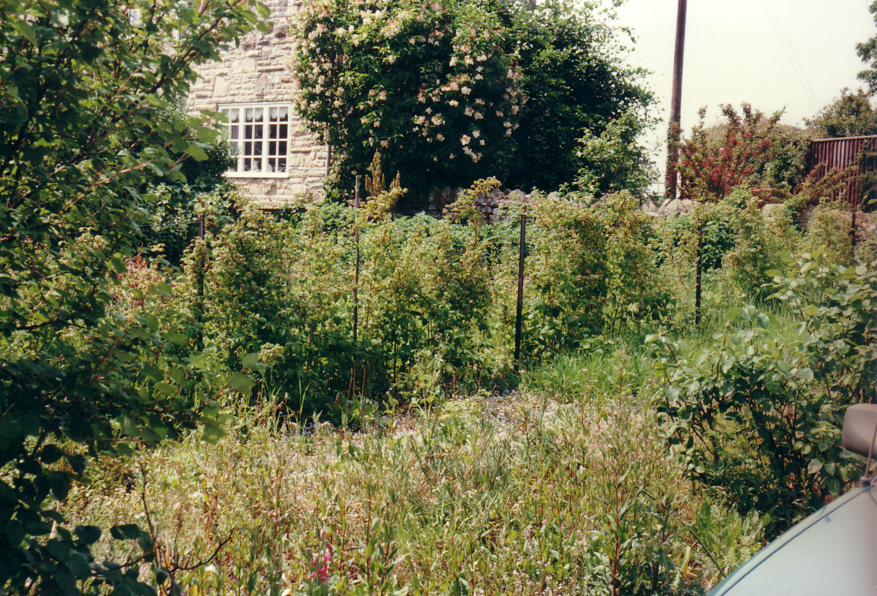 Taking over an established garden