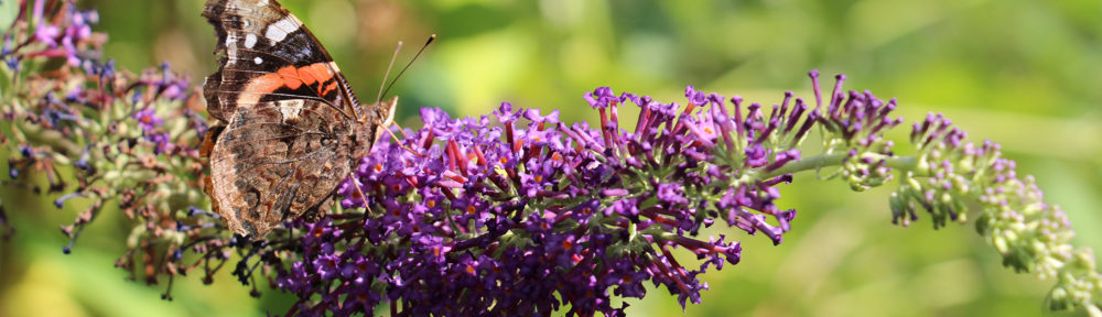 Buddleja davidii
