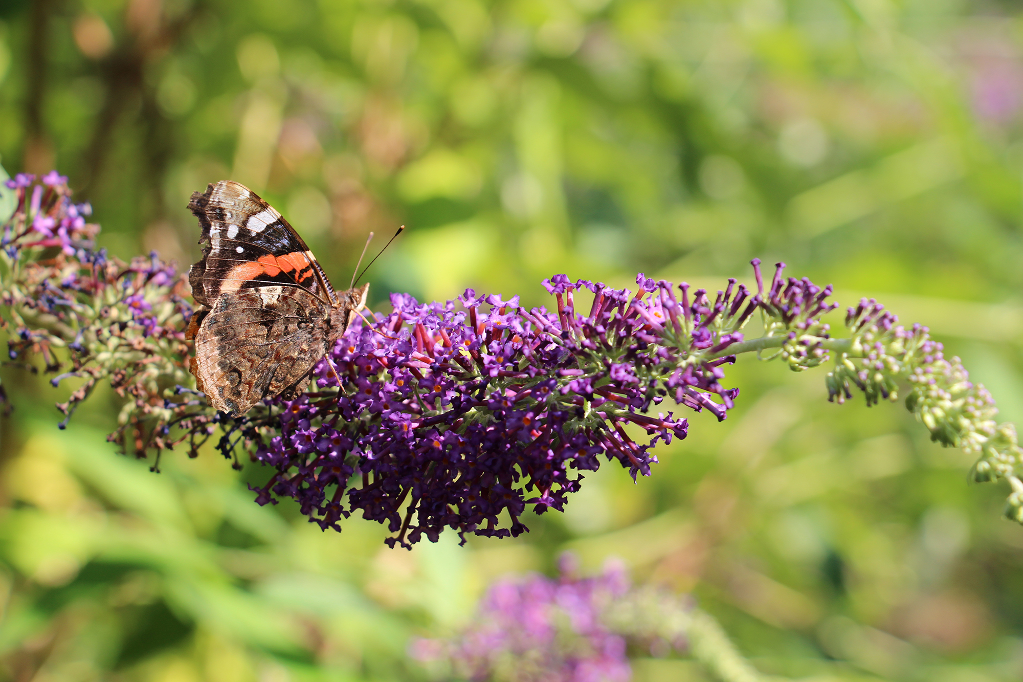 Buddleja davidii