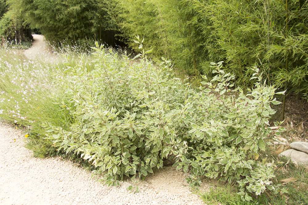 Cornus alba "Elegantissima"