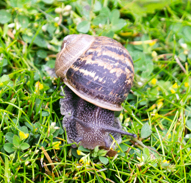 Controlling slugs and snails Mark McNee