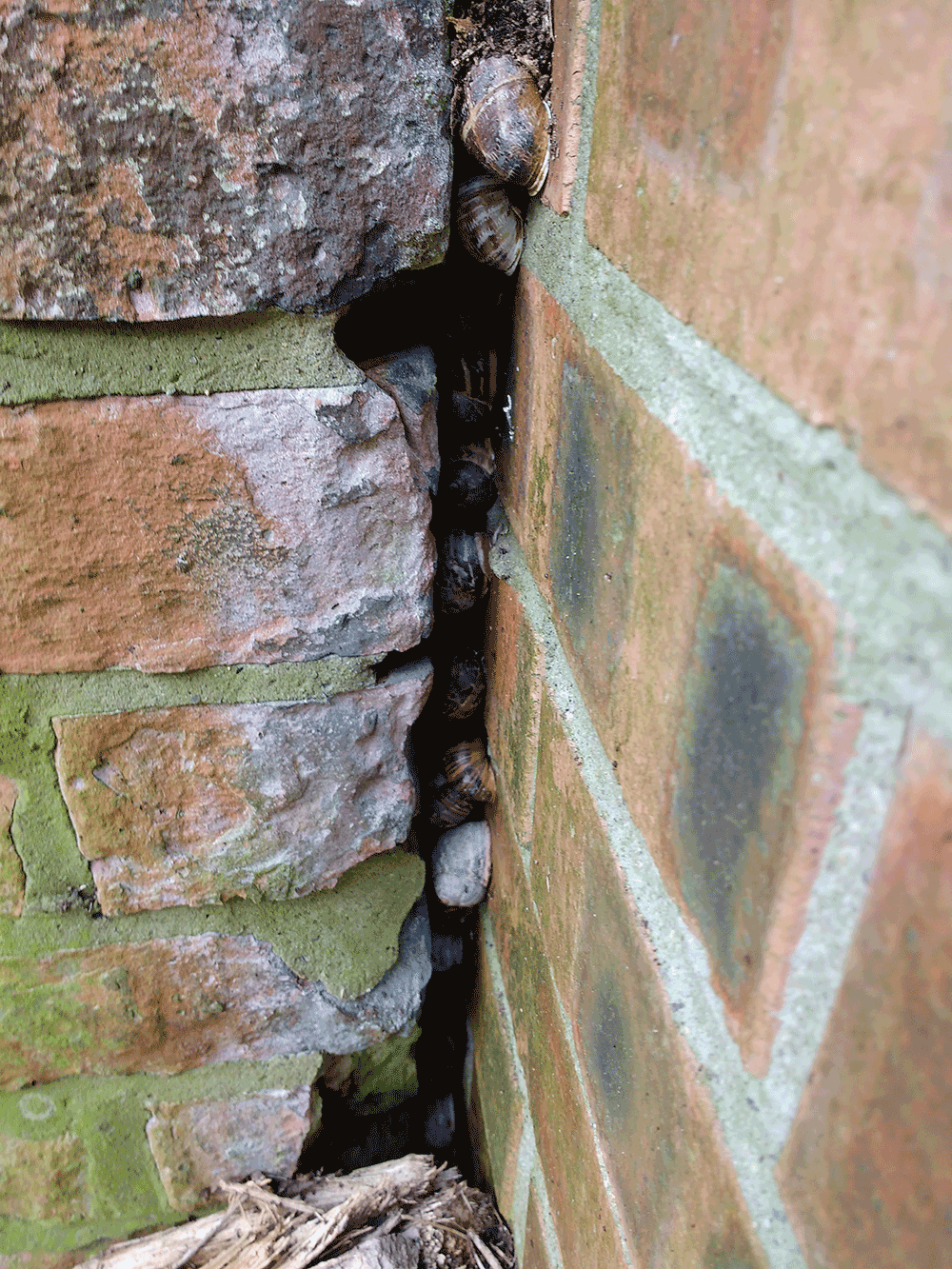 Snails hibernating in a wall