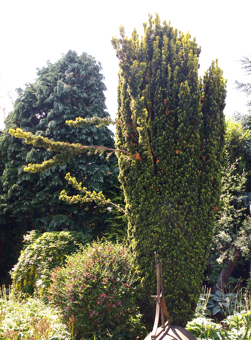 How to deal with collapsing plants