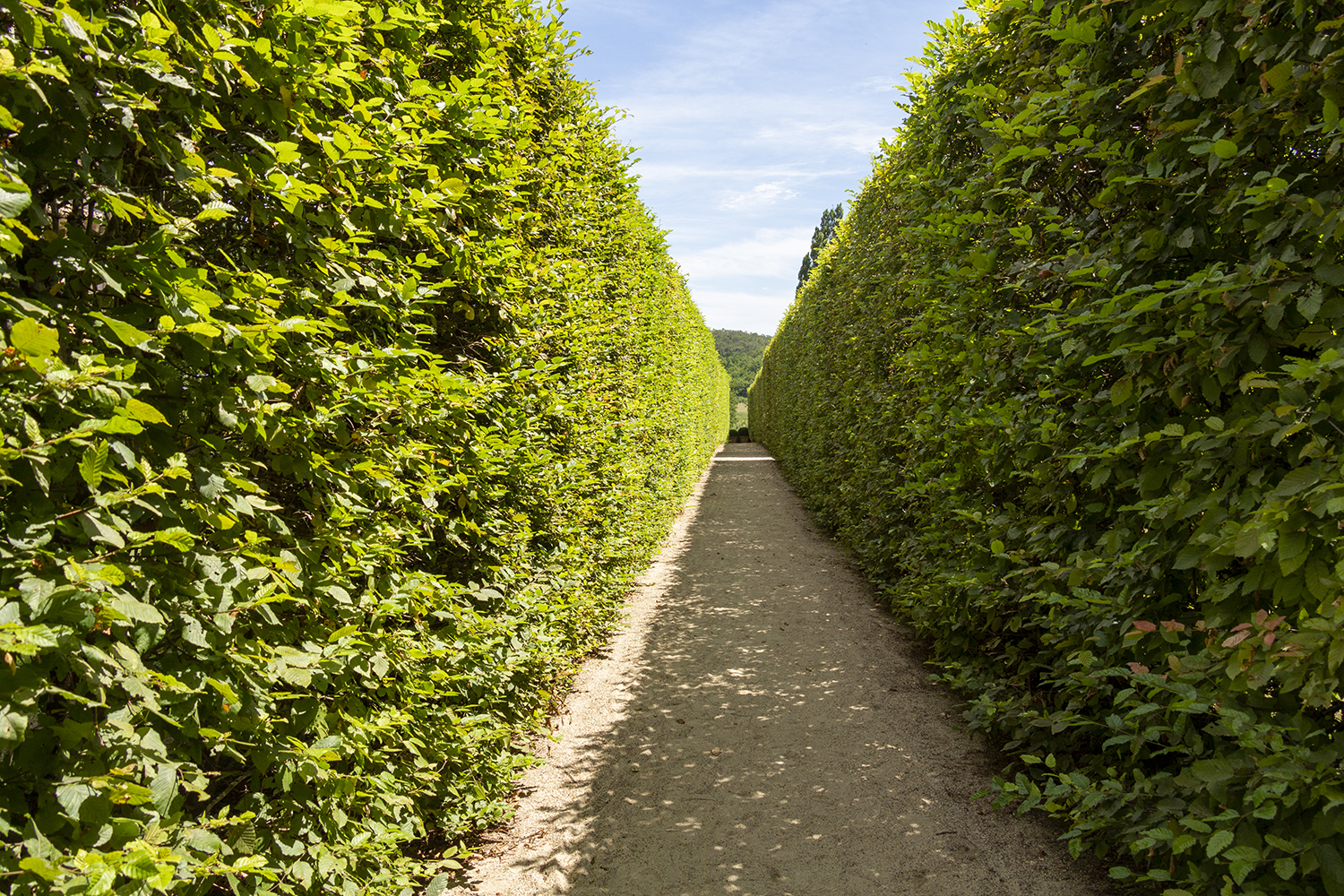 Establishing a garden hedge