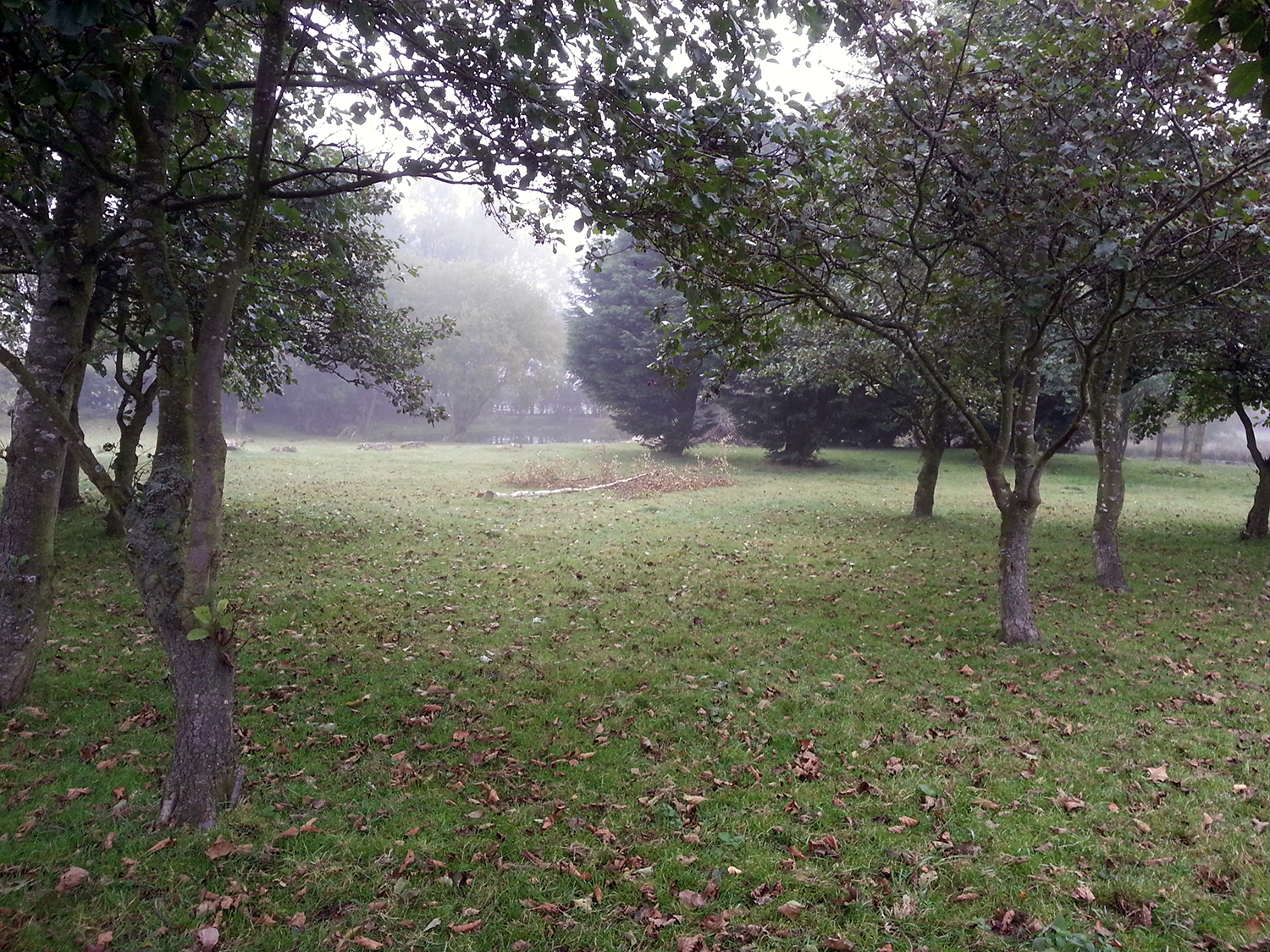 Looking after a pony paddock