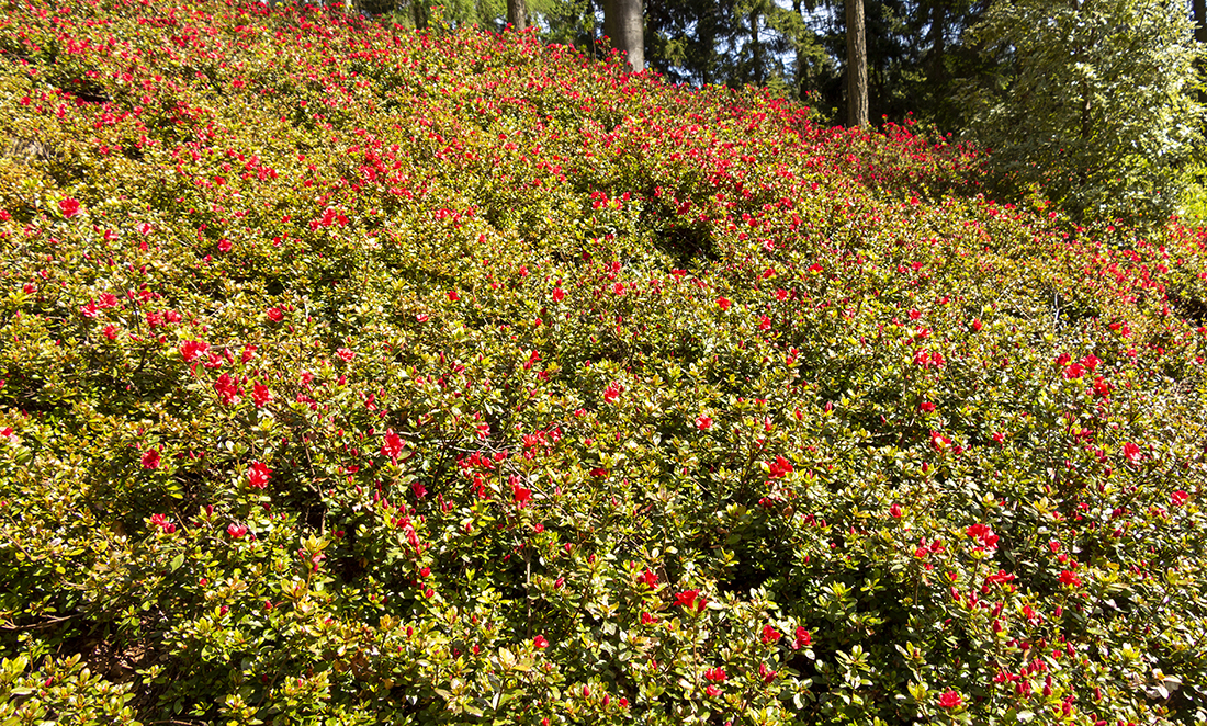 Planting up an area with grown cover shrubs