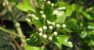 Crataegus monogyna