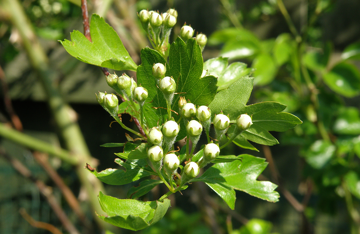 Crataegus monogyna